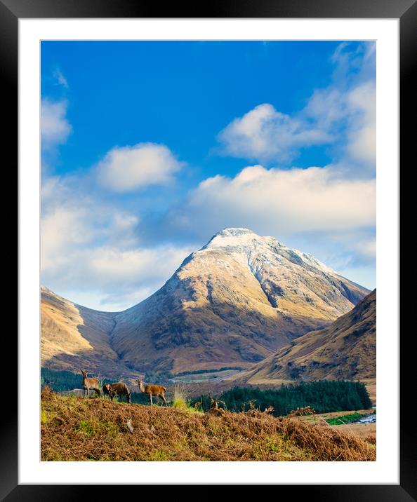Serene Highland Stags Framed Mounted Print by Stuart Jack