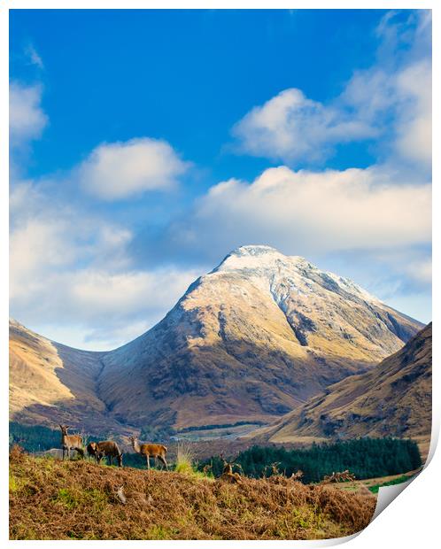 Serene Highland Stags Print by Stuart Jack