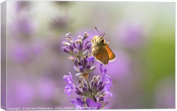 Small Skipper (Thymelicus sylvestris) on lavender  Canvas Print by KB Photo