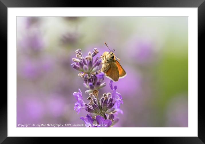 Small Skipper (Thymelicus sylvestris) on lavender  Framed Mounted Print by KB Photo