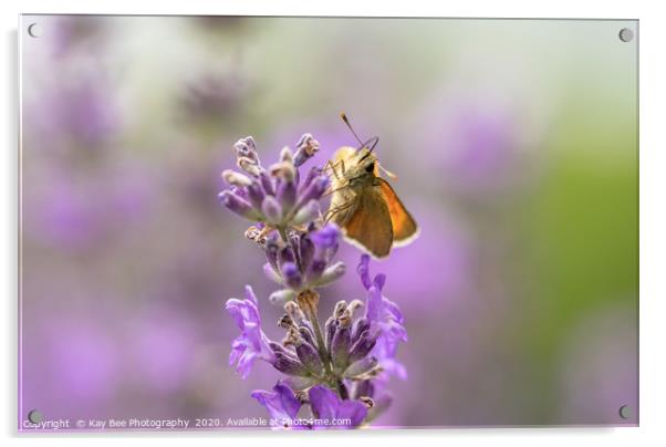Small Skipper (Thymelicus sylvestris) on lavender  Acrylic by KB Photo