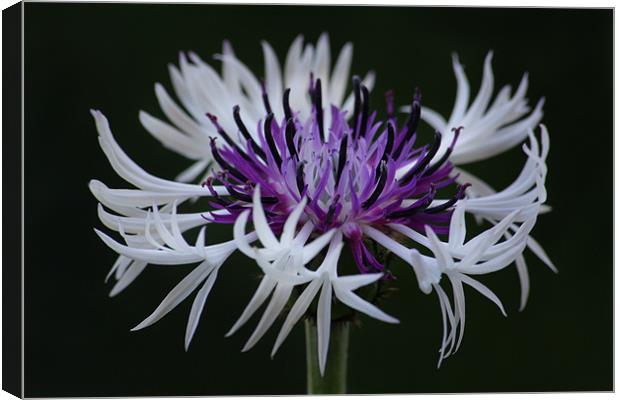 Cornflower Amethyst in the snow Canvas Print by Oxon Images
