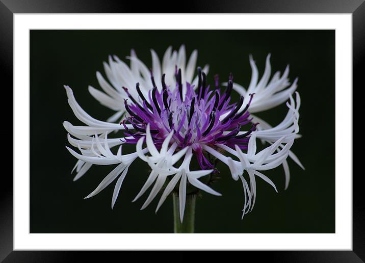 Cornflower Amethyst in the snow Framed Mounted Print by Oxon Images