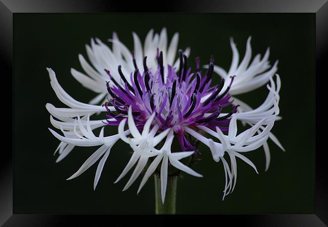 Cornflower Amethyst in the snow Framed Print by Oxon Images