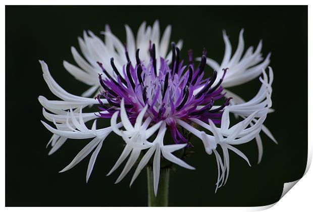 Cornflower Amethyst in the snow Print by Oxon Images