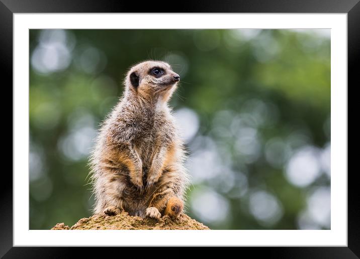 Meerkat perched on a rock Framed Mounted Print by Jason Wells