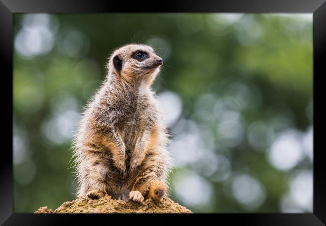 Meerkat perched on a rock Framed Print by Jason Wells