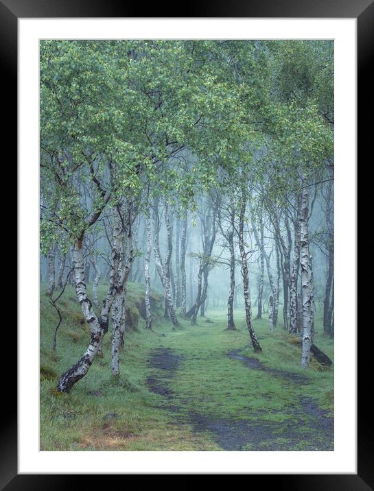 Into the woods Framed Mounted Print by Paul Andrews