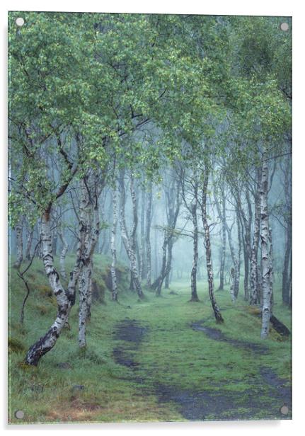 Into the woods Acrylic by Paul Andrews