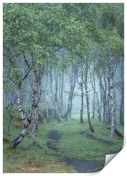 Into the woods Print by Paul Andrews