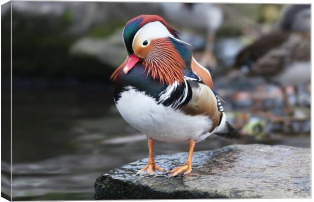 The beautiful colours of the male Mandarin Duck Canvas Print by Simon Marlow