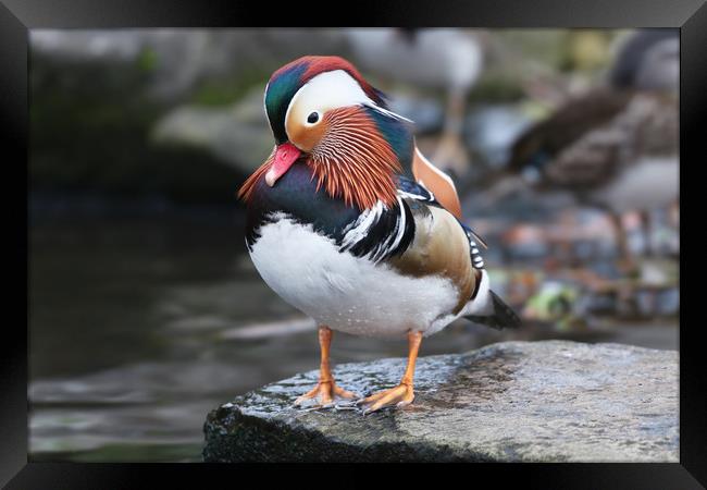 The beautiful colours of the male Mandarin Duck Framed Print by Simon Marlow