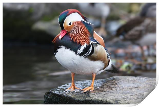 The beautiful colours of the male Mandarin Duck Print by Simon Marlow