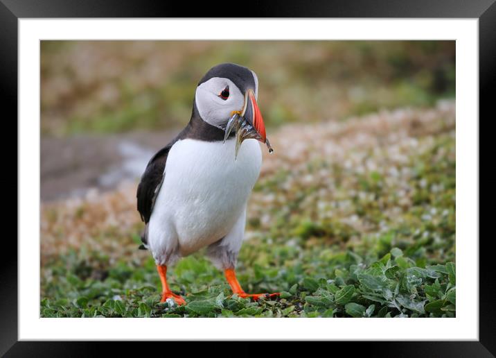 Colourful Atlantic Puffin Feeding Its Chicks Framed Mounted Print by Simon Marlow