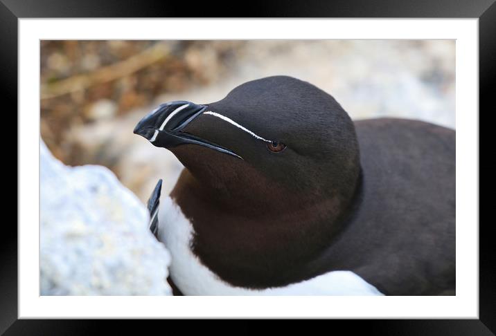 Majestic Razorbill on the Rocks Framed Mounted Print by Simon Marlow