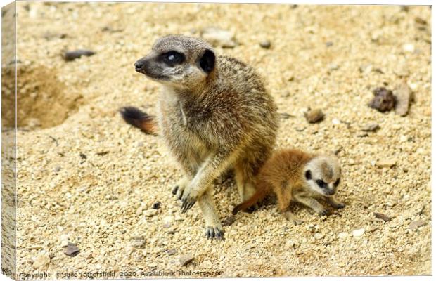 Meerkat and pup Canvas Print by Julie Tattersfield