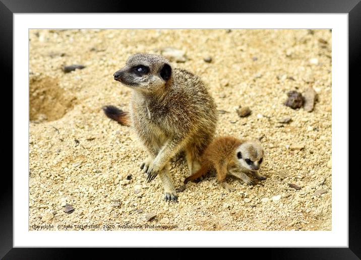 Meerkat and pup Framed Mounted Print by Julie Tattersfield