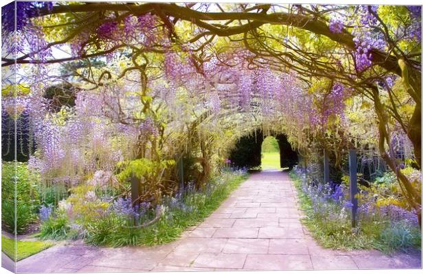 Wisteria Arch Canvas Print by Catherine Joll