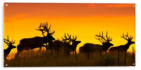 Bull Elk Jumping Over Fence Acrylic by Gary Beeler
