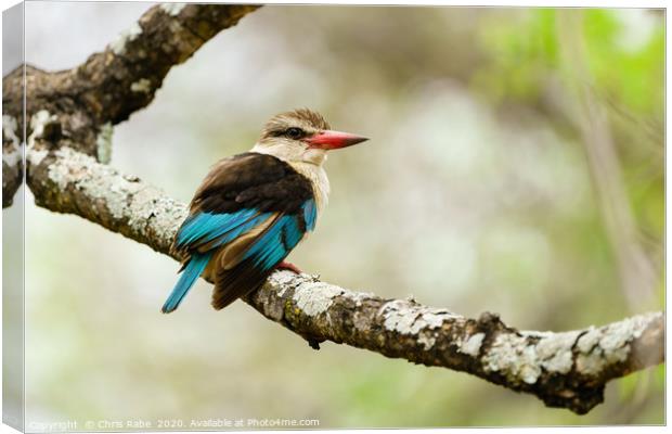 Brown-hooded Kingfisher  Canvas Print by Chris Rabe