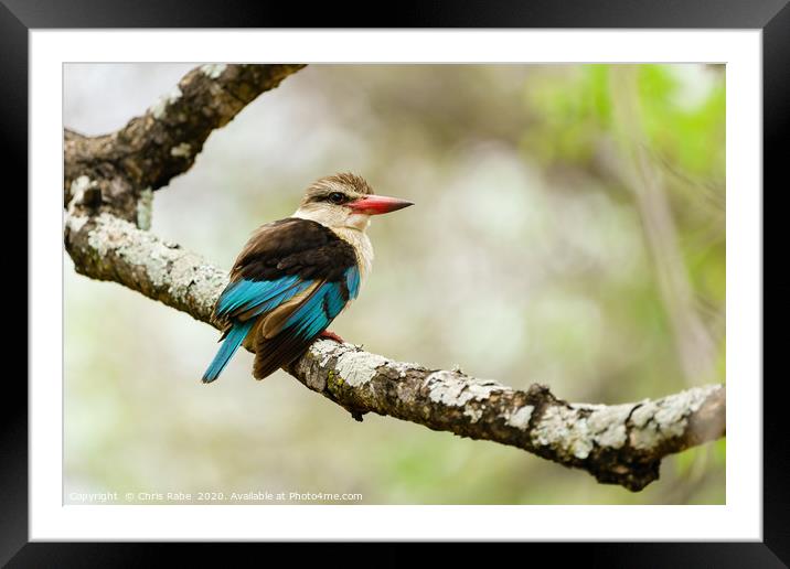 Brown-hooded Kingfisher  Framed Mounted Print by Chris Rabe
