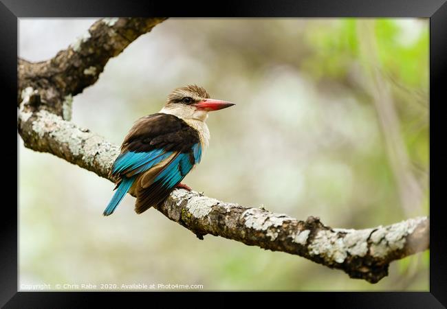Brown-hooded Kingfisher  Framed Print by Chris Rabe