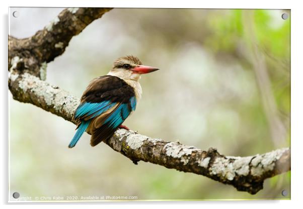 Brown-hooded Kingfisher  Acrylic by Chris Rabe