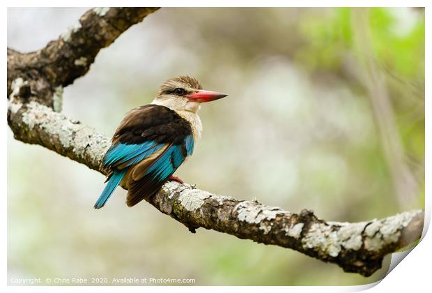 Brown-hooded Kingfisher  Print by Chris Rabe