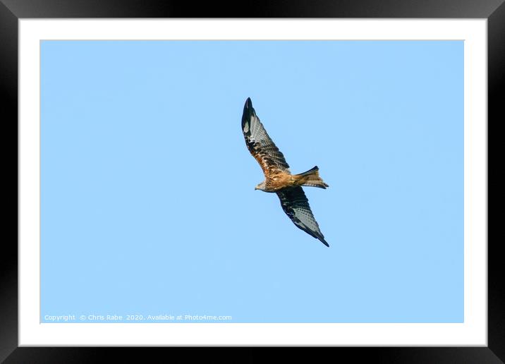 Red Kite over Bushy Park Framed Mounted Print by Chris Rabe
