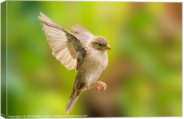 House sparrow in flight Canvas Print by Chris Rabe