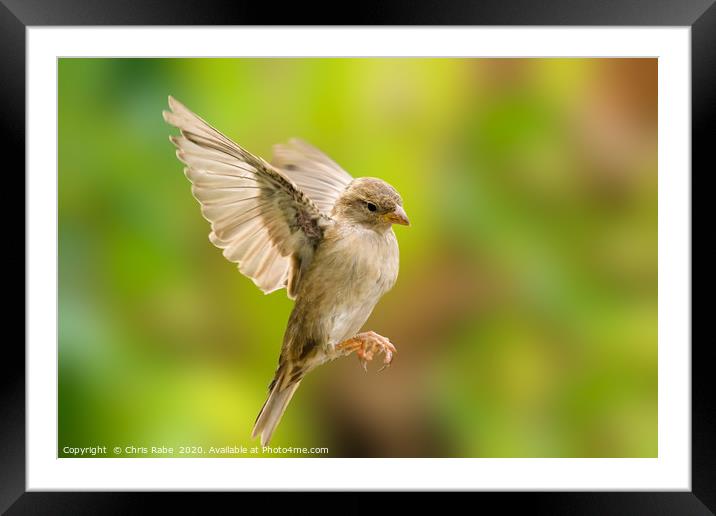 House sparrow in flight Framed Mounted Print by Chris Rabe
