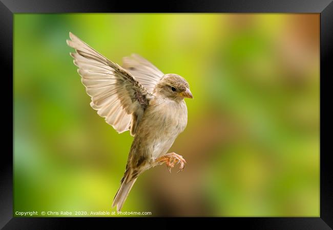 House sparrow in flight Framed Print by Chris Rabe
