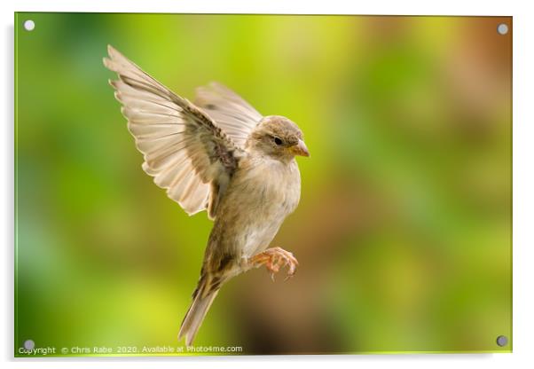 House sparrow in flight Acrylic by Chris Rabe