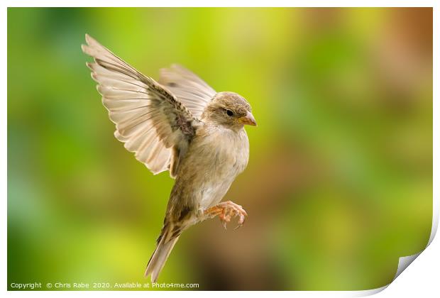 House sparrow in flight Print by Chris Rabe