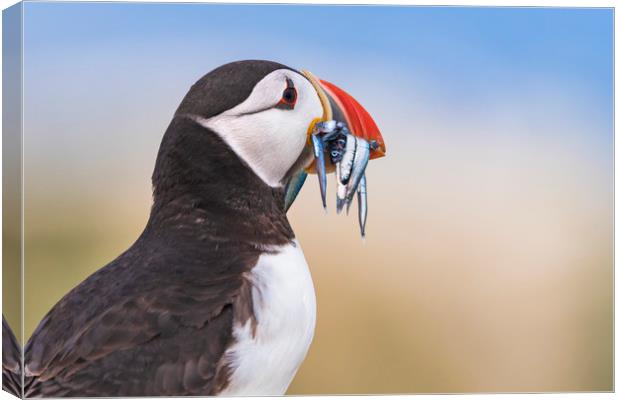 Wild Puffin, catch of the day.   Canvas Print by John Finney