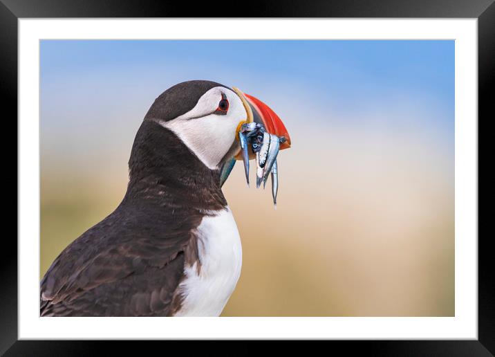 Wild Puffin, catch of the day.   Framed Mounted Print by John Finney