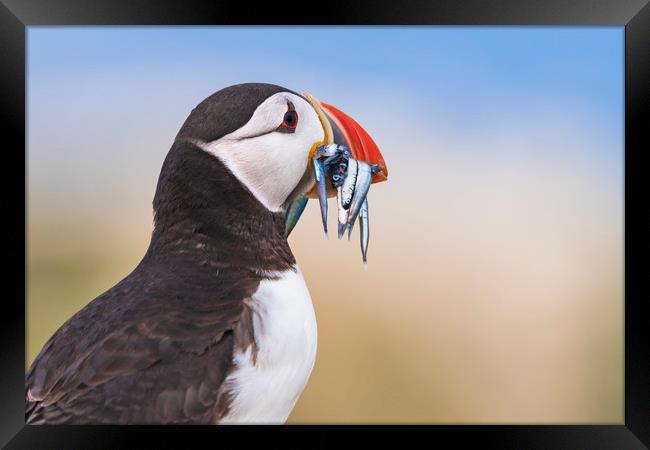 Wild Puffin, catch of the day.   Framed Print by John Finney