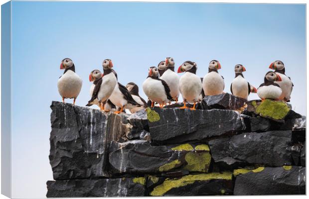 Puffins mothers meeting.  Canvas Print by John Finney