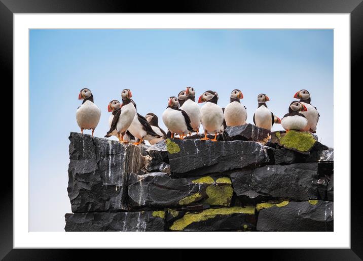 Puffins mothers meeting.  Framed Mounted Print by John Finney