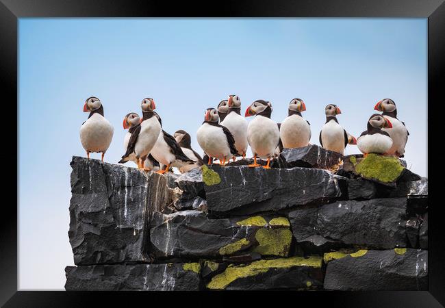 Puffins mothers meeting.  Framed Print by John Finney