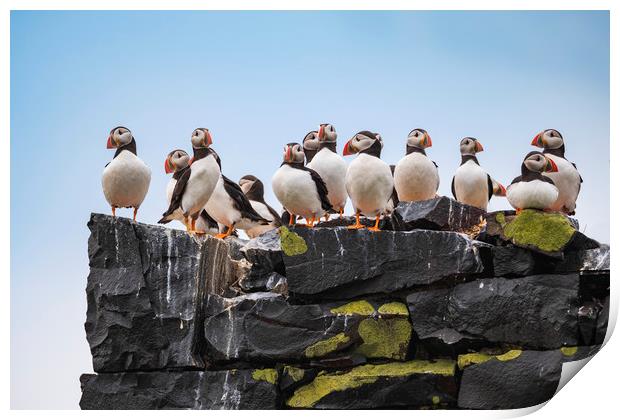 Puffins mothers meeting.  Print by John Finney