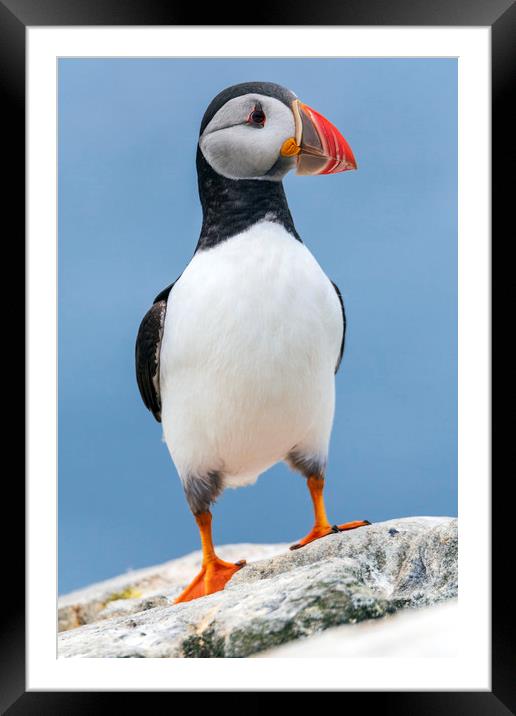 Puffin with attitude.  Framed Mounted Print by John Finney