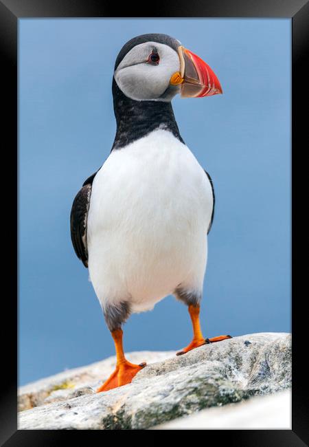 Puffin with attitude.  Framed Print by John Finney