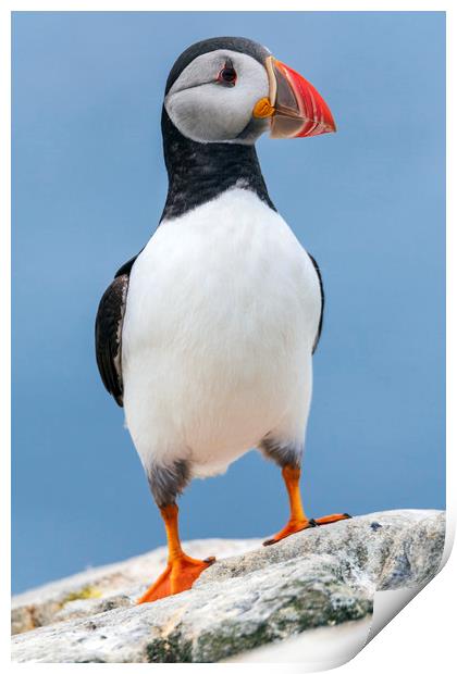 Puffin with attitude.  Print by John Finney