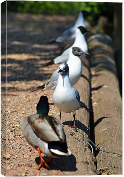 What times the bus?? Canvas Print by Donna Collett