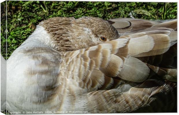 Snuggling Down Canvas Print by Jane Metters