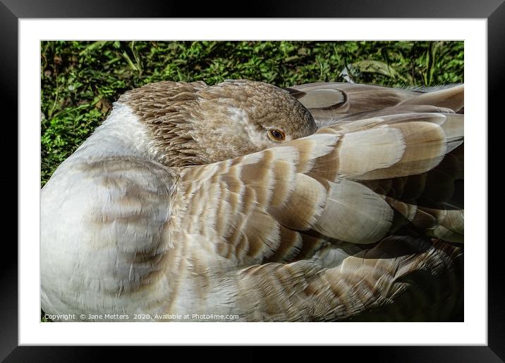 Snuggling Down Framed Mounted Print by Jane Metters