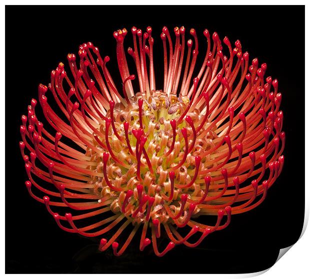 Pincushion flowers (scabiosa) Print by Mike Gorton