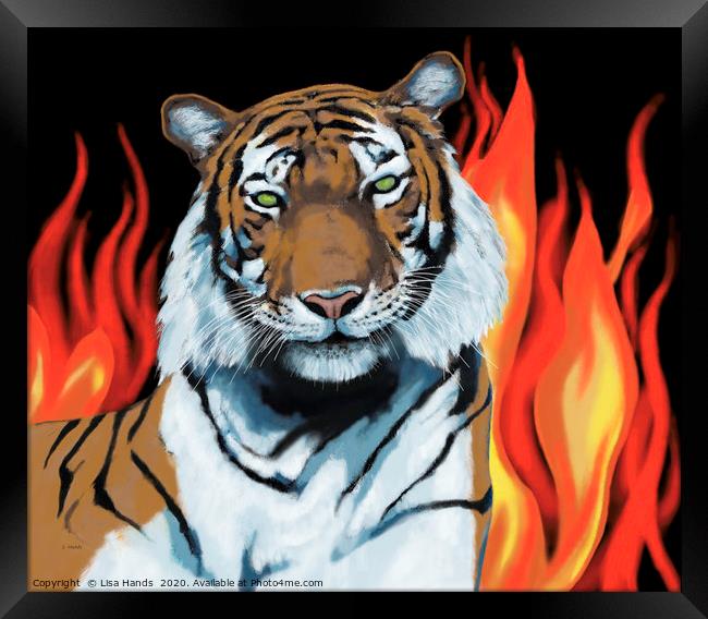Tiger! Tiger! burning bright Framed Print by Lisa Hands