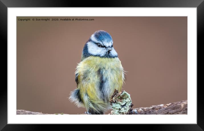 The Blue Tit Framed Mounted Print by Sue Knight